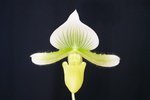 Paph. (Hsinying Citron x Pat Rowland) 'Bear-1' 
