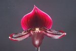 Paph. (Hung Sheng Bay x Hung Sheng Red) 'Bear-1' 