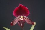 Paph. (Hung Sheng Red Apple x Hsinying Web) 'Bear-1' 