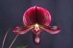 Paph. (Hung Sheng Red Apple x Hung Sheng Bay) 'Bear-1' 