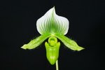 Paph. Hasta La Vista 'Green Song'