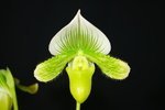 Paph. Hsinying Citron 'Account Green' SM/TPS