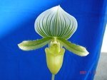 Paph. Hsinying Jewel 'Bear-1' 