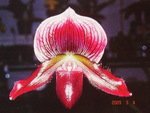 Paph. Hsinying Love