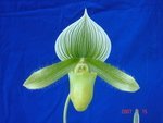 Paph. Hsinying Macbeth 'Bear-2'