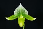 Paph. Hsinying Macbeth Bear-4'