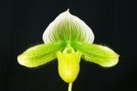 Paph. Hsinying Macbeth 'Bear-5'