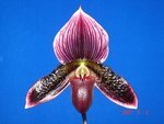 Paph. Hsinying Makasa 'Bear-1'