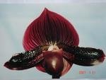 Paph. Hsinying Red Apple 'Bear' SM／TPS