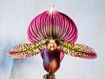 Paph. Hsinying Rubyweb