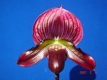 Paph. Hsinying Web 'Bear-1'