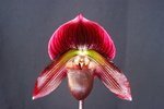 Paph. Hsinying Web 'Bear-4'