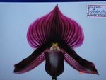 Paph. Hung Sheng  Glow 'Bear-1'  