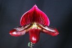 Paph. Hung Sheng Bay  'Bear-13'