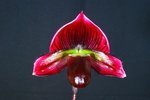 Paph. Hung Sheng Bay 'Bear-4'