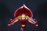 Paph. Hung Sheng Bay 'Bear-5'