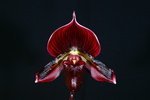 Paph. Hung Sheng Bay 'Bear-7'