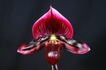 Paph. Hung Sheng Bay 'Bear-11'