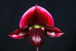 Paph. Hung Sheng Bay 'Bear-12'