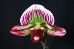 Paph. Hung Sheng Bay 'Bear-14'