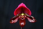 Paph. Hung Sheng Bay 'Bear-15'