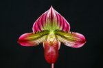 Paph. Hung Sheng Bay 'Bear-17'