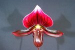 Paph. Hung Sheng Bay 'Bear-18'