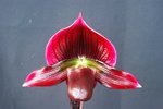 Paph. Hung Sheng Bay 'Bear-19'