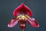 Paph. Hung Sheng Bay 'Bear-20'