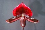 Paph. Hung Sheng Bay 'Bear-22'