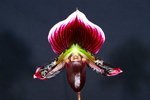 Paph. Hung Sheng Bruno 'Bear-1' 