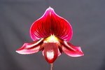 Paph. Hung Sheng Bruno 'Bear-2'