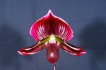 Paph. Hung Sheng Flame 'Bear-2'