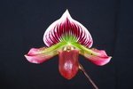 Paph. Hung Sheng Fox-1 