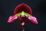 Paph. Hung Sheng Gourd 'Bear-1'