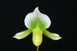 Paph. Hung Sheng Jewel 'Bear-1'