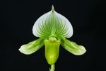 Paph. Hung Sheng Jewel 'Bear-2' 