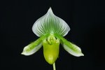 Paph. Hung Sheng Jewel 'Bear-3' 