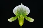 Paph. Hung Sheng Jewel 'Bear-4'