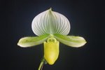 Paph. Hung Sheng Jewel 'Bear-9'