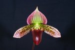 Paph. Hung Sheng Lake 'Bear-2'