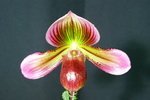 Paph. Hung Sheng Lamp 'Bear-2'