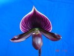 Paph. Hung Sheng Laser 'Bear-1' 