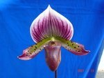 Paph. Hung Sheng Leopard 'Bear-1' 