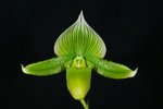 Paph. Hung Sheng Macbeth 'Bear-2'