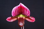 Paph. Hung Sheng Magic 'Bear-2'