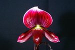 Paph. Hung Sheng Maudiae 'Bear-1'