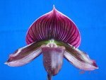 Paph. Hung Sheng Pulsar 'Bear-2'