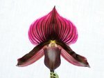 Paph. Hung Sheng Pulsar