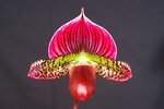 Paph. Hung Sheng Red Apple 'Bear-1' 